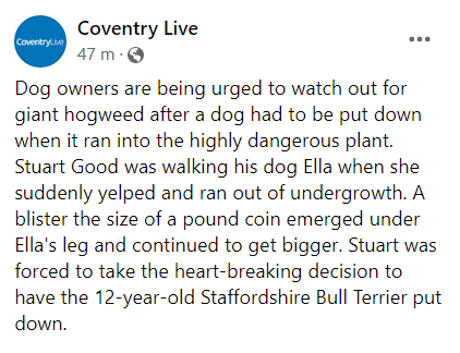 qu1ncey's tweet photo. Dog owners are being urged to watch out for giant hogweed after Ella had to be put to sleep when she ran into the highly dangerous plant.

R.I.P. Ella 💔

https://t.co/Yw4M0yyqNo

https://t.co/CBDNs1LM2m

@ITVCentral @itvanglia @drscottym @Dogs_Today @yourdog @fitzpatrickref https://t.co/lxbF2rWkiU