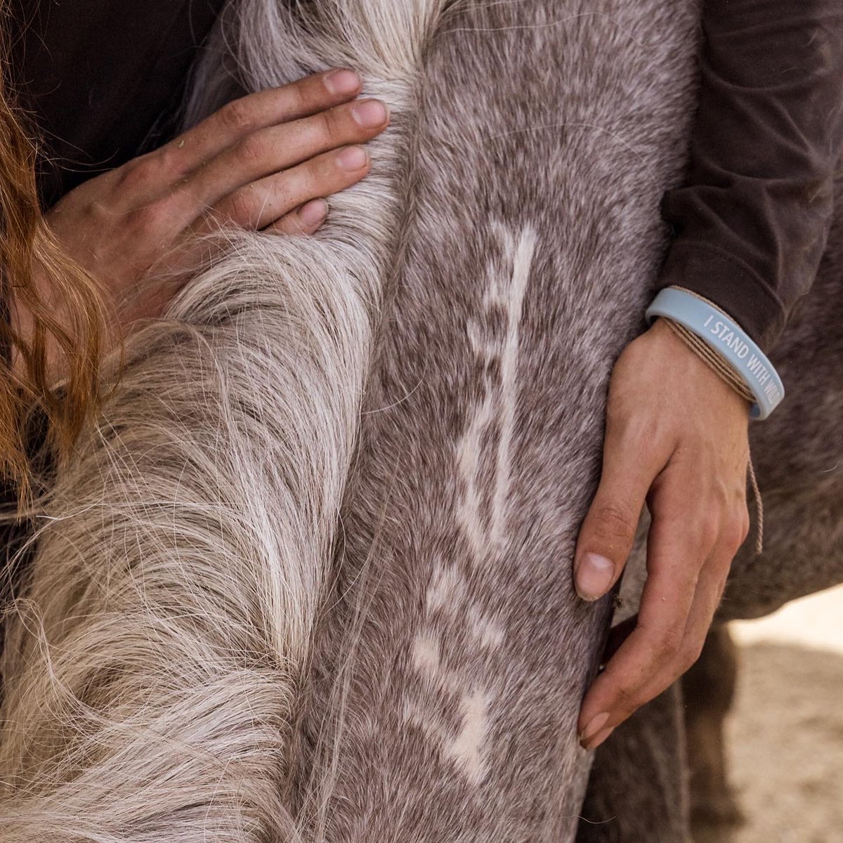 ashleyavis's tweet photo. So proud and excited to watch this journey unfold.  About a month ago, @emwin3 and I rescued this little wild horse out of a kill pen, who had been rounded up and abused.  "Whisper of the Wild" has now been adopted by our friend, and Black Beauty star, @mackenziefoy https://t.co/RHWlGNzrTB