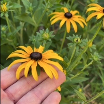 "hot" news from the garden - mailchi.mp/9cec94f69271/h…