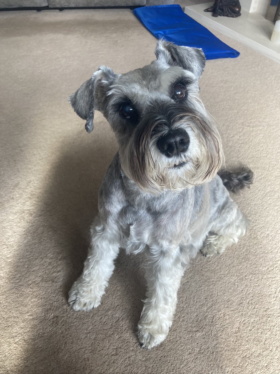 Are you going to take me for a walk or not ?
