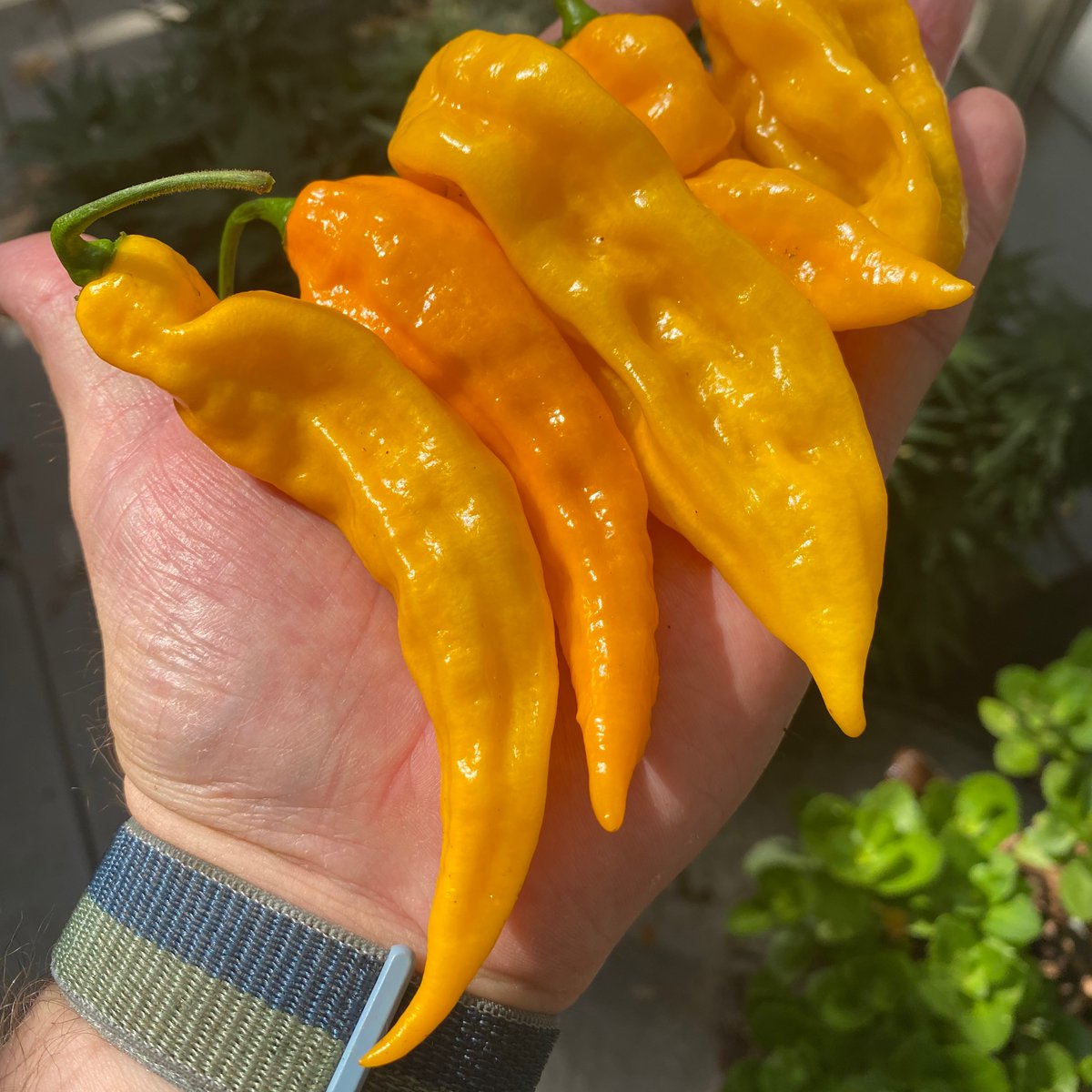 powerfulpep's tweet photo. Fatalii peppers are crazy long this season. They go in my peach Fatalii jam. #peach #georgiagrown #jam #fatalii #spicy #growyourownfood #powerfulpepperco https://t.co/cxaEqQTn8U