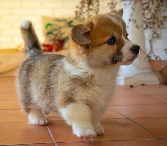 corgi_page's tweet photo. Say "Yes" if you are a corgi mom or corgi dad or a crazy corgi lover!! https://t.co/rPU1LL23ly
