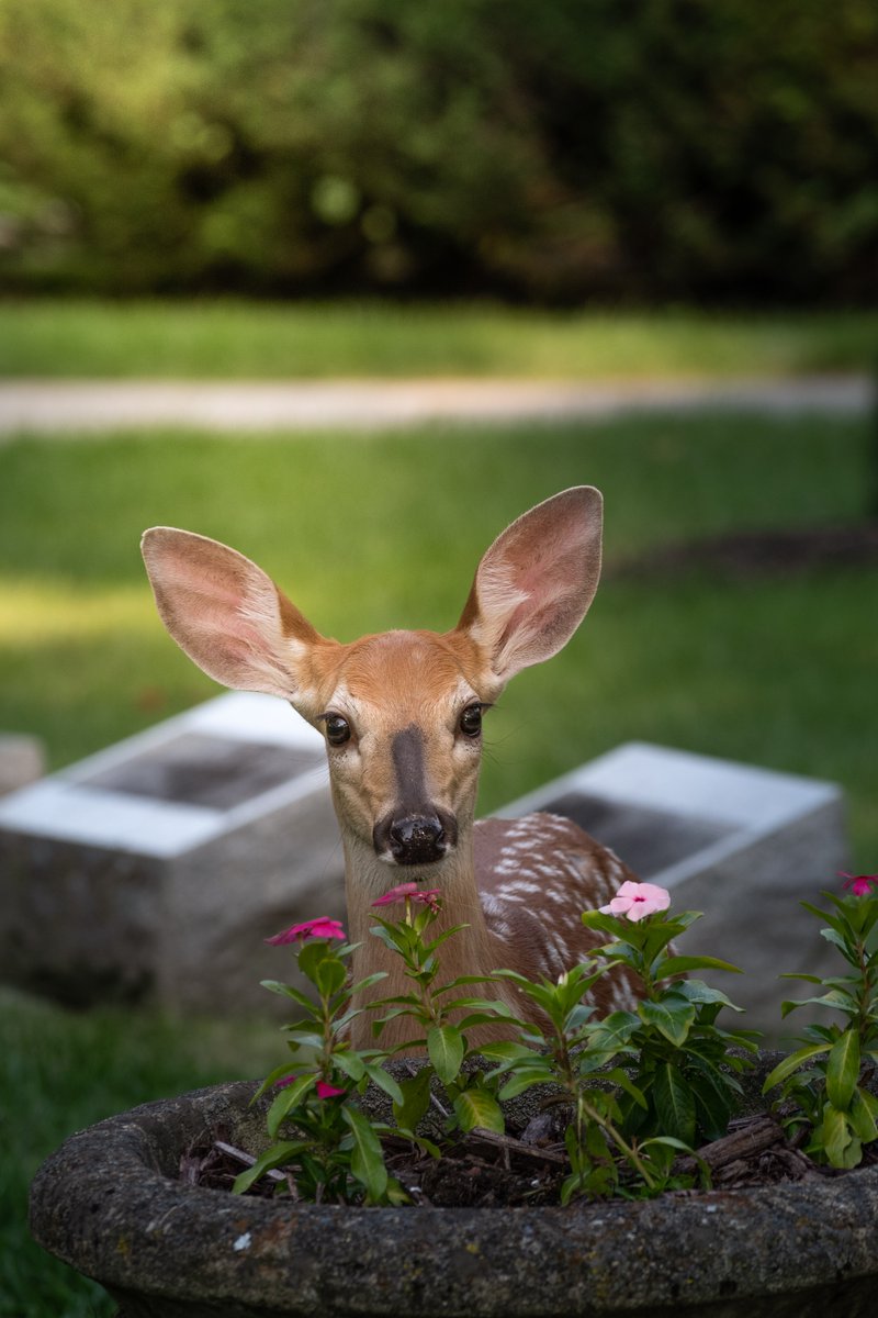 WhyLiveInAustin's tweet photo. When deer start to make their way in your yard, here are some tips to keep them at bay!
👉https://t.co/ycm3zVRzHp
📸 Chris F- Pexels
#lakelife #lakeliving #lakehome #lakehouse #nature #animals #deer #deerproof #homeandgarden #deerrepellant #gardens #greenthumb #wildlife #austin https://t.co/XFlZni3va7