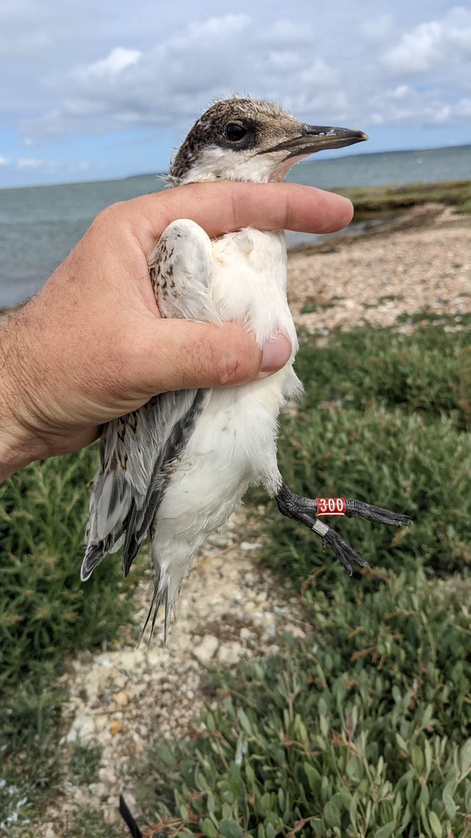 Been colour ringing small no.s  Common, Little and Sandwich Terns  over the last few weeks. Here's a well grown Sarnie from this afternoon. <a href="/lymkeyranger/">Lymington-Keyhaven Nature Reserve</a> #Birdringing