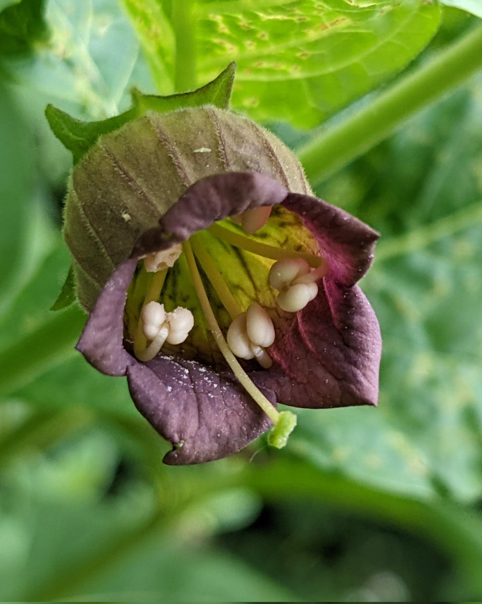 Shropshire Botany tweet media