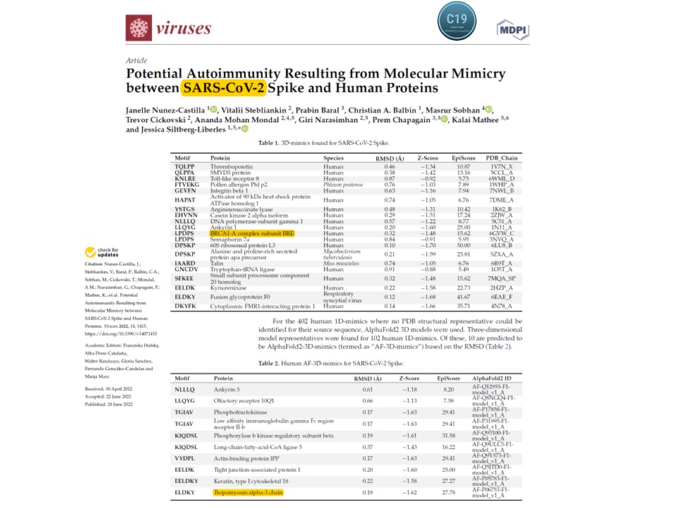 P_McCulloughMD's tweet image. Nunez-Castilla, Florida International University, explains why Spike protein causes broad array of different diseases.  Large quantity circulatory and tissue Spike is produced every 6 months with forced genetic material after installation in somatic and gamete (sperm/egg) cells.