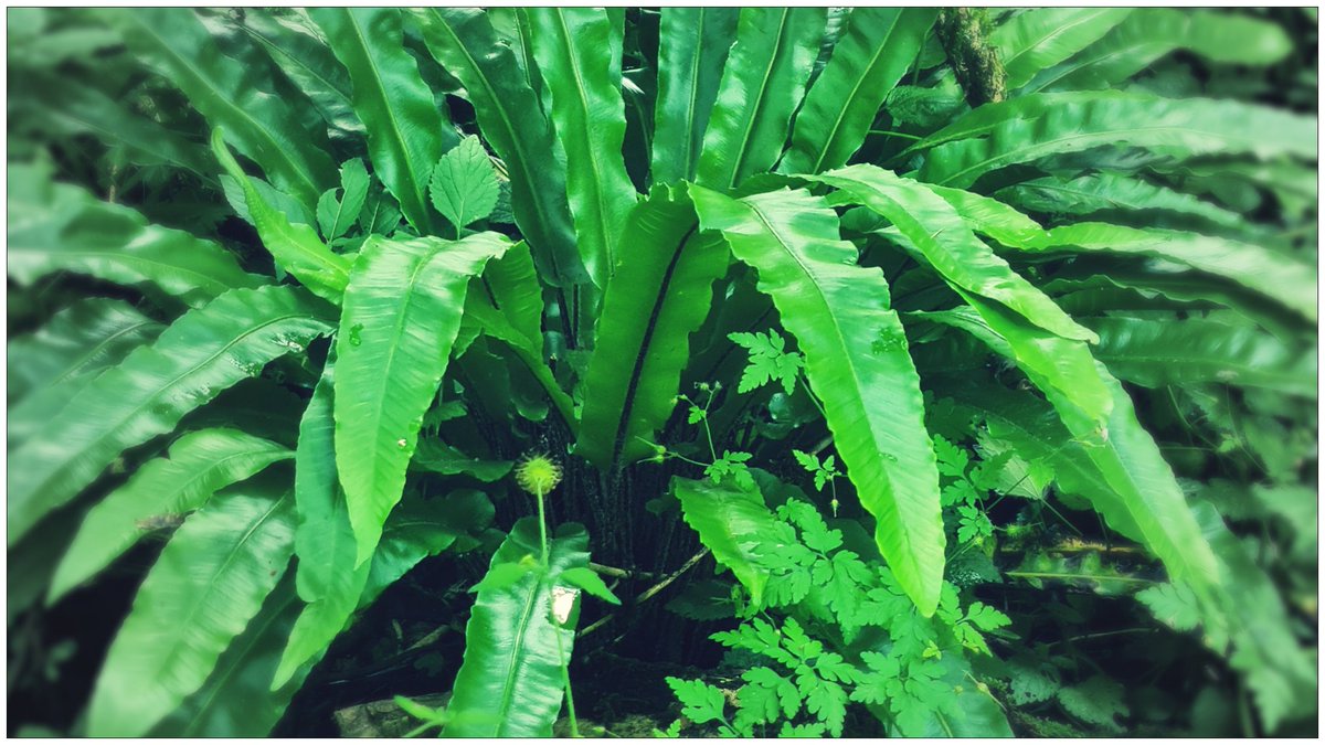 MustardTree7's tweet photo. Fern-tastic! There is something I find truly magical about ferns. Ancient, humbling and soothing. #ferns #nature #ferntastic https://t.co/LVjQc7fihs