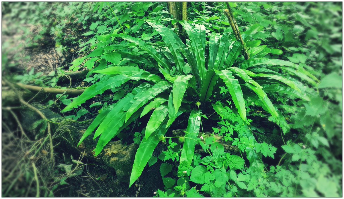 MustardTree7's tweet photo. Fern-tastic! There is something I find truly magical about ferns. Ancient, humbling and soothing. #ferns #nature #ferntastic https://t.co/LVjQc7fihs