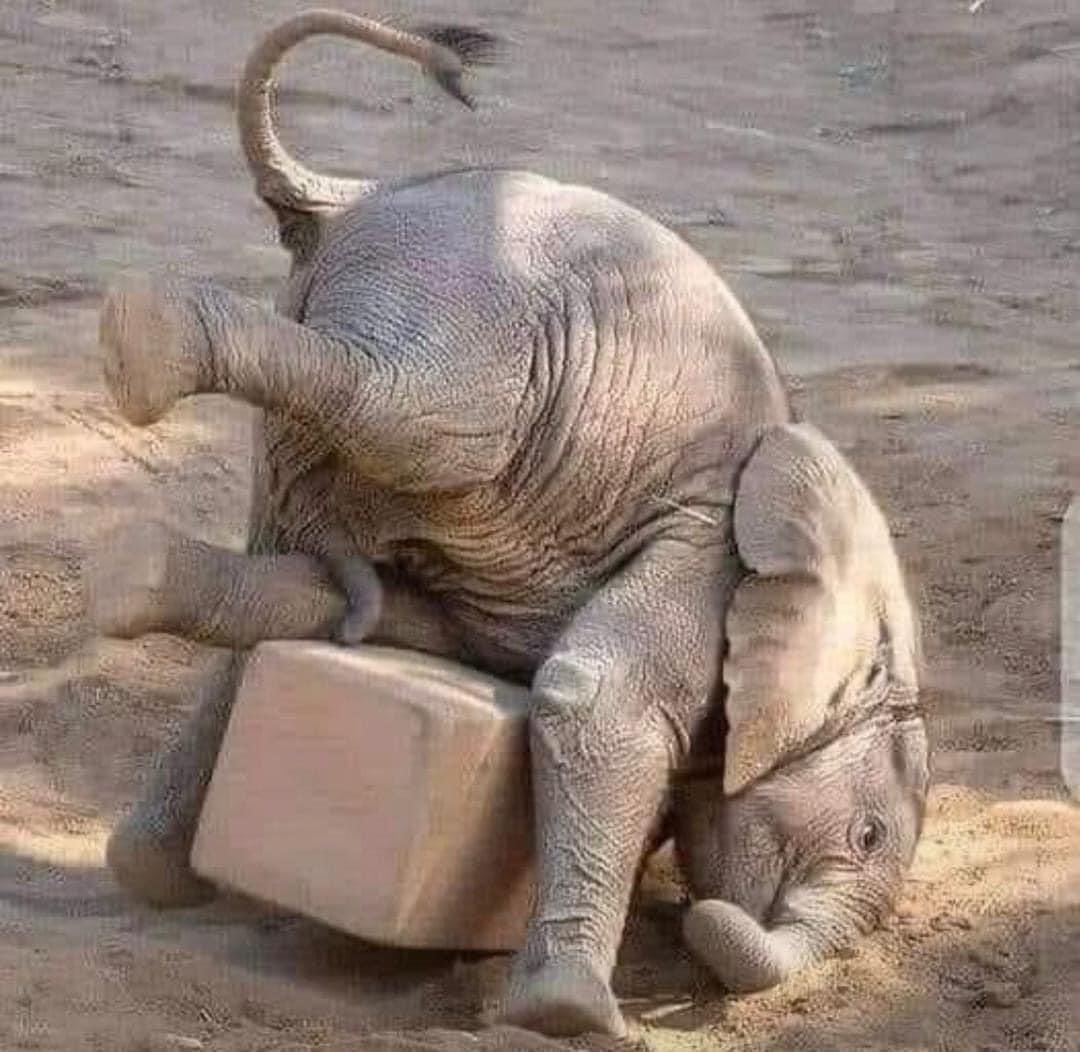 AlgbanB's tweet photo. The NPP government right now ..😂😂#E-levy https://t.co/iSzEbSIQRT