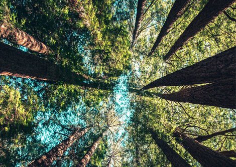 MosaicForests tweet media