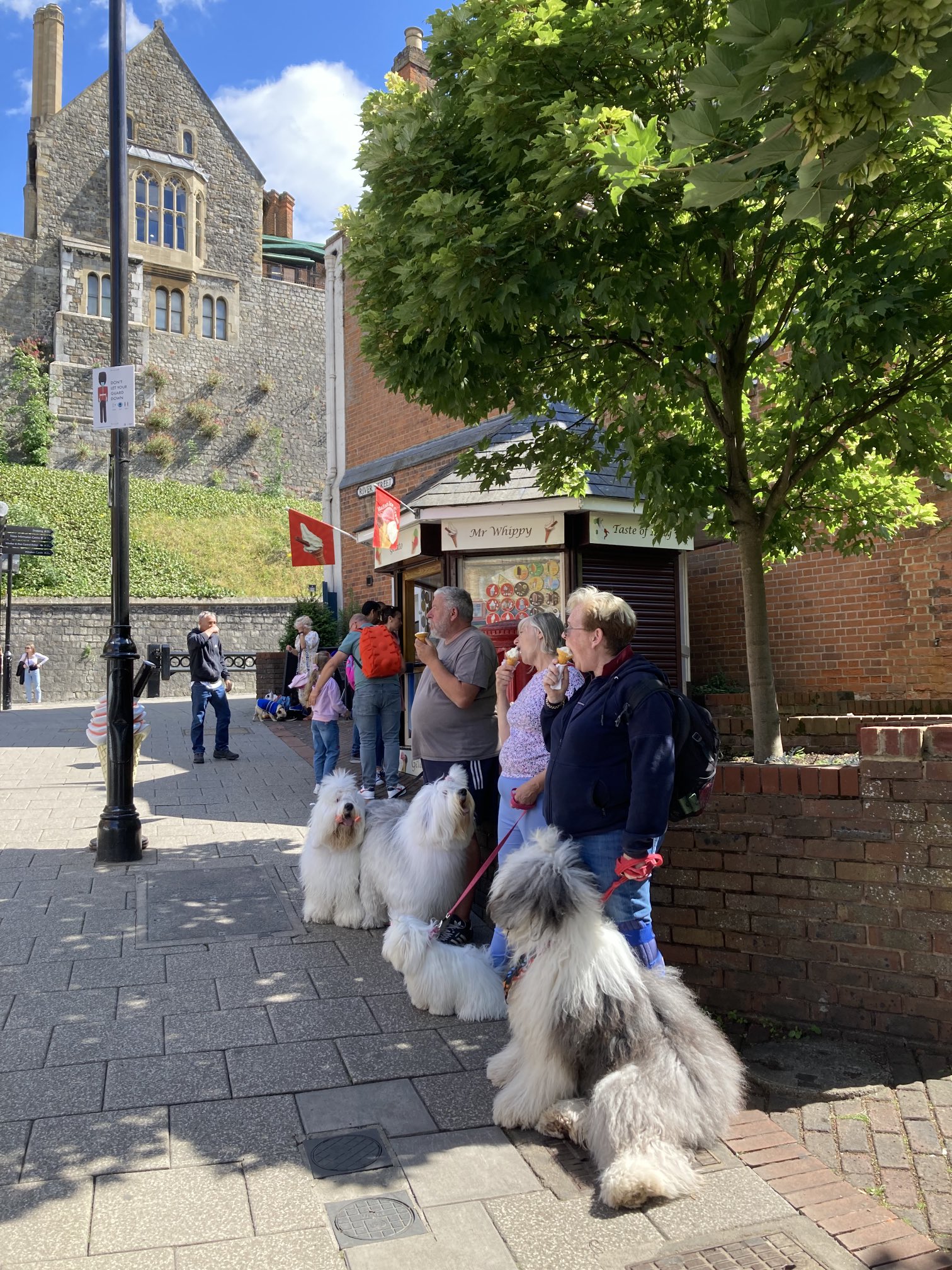 Hellena Taylor on Twitter "It must be Windsor Dog Show time! https//t