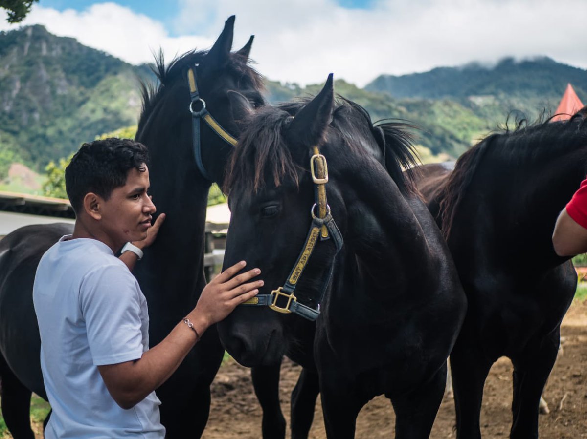 Haras Cerro Punta tweet media