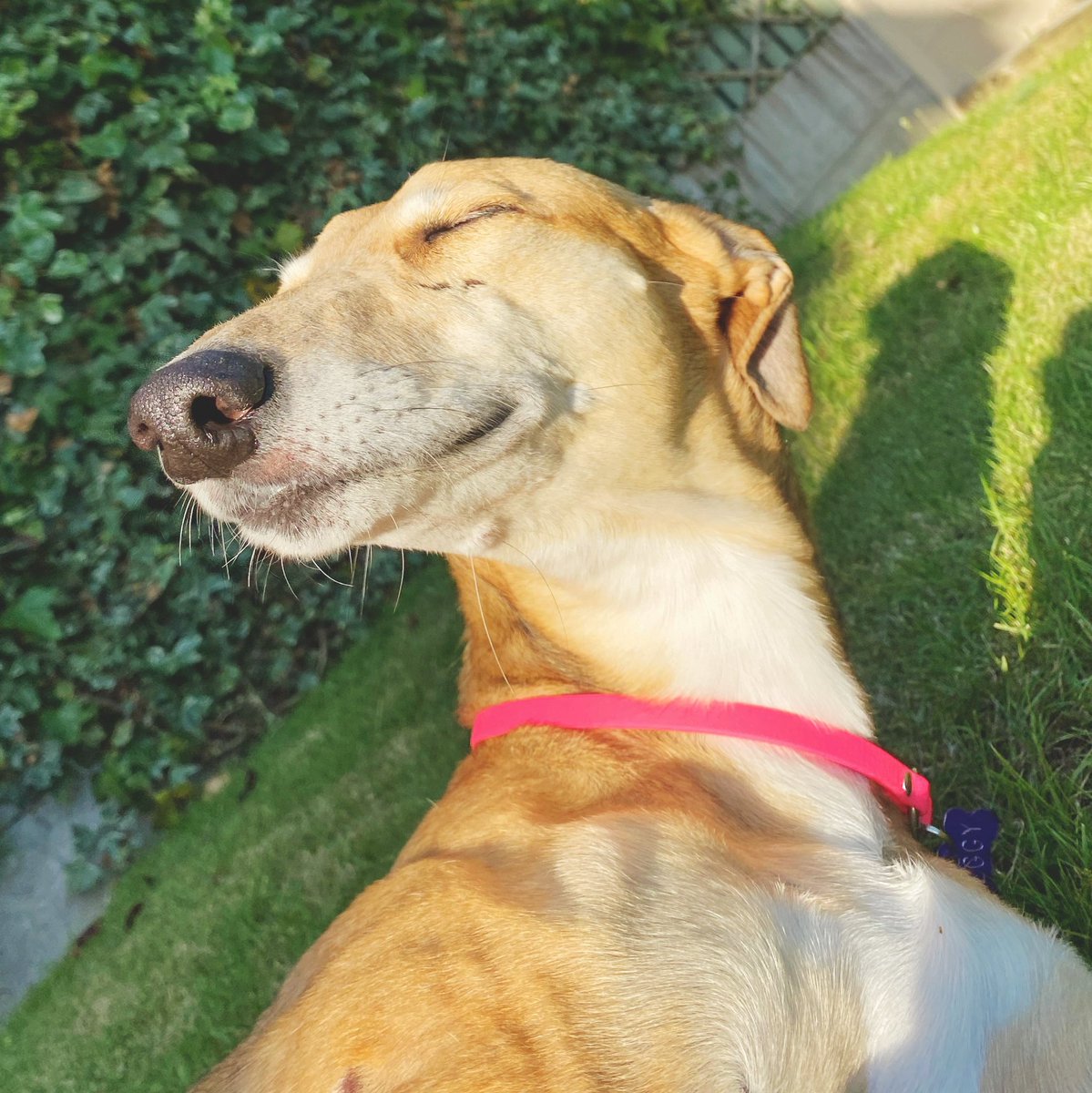 YesMeHannahD's tweet photo. @BrodHiggins Remember when we used to have sunshine? Peggy was a big fan ☀️ #snootfriday https://t.co/ePGbWGN3vh