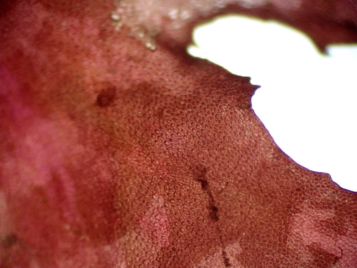 MGeneproject's tweet photo. Seaweed under a microscope. Adding microscope photos to our genetic database for future research https://t.co/xhltw2ZOXQ