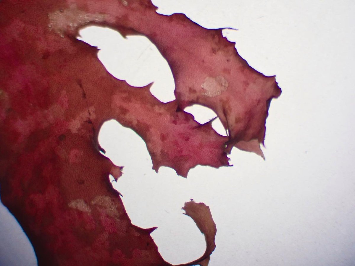 MGeneproject's tweet photo. Seaweed under a microscope. Adding microscope photos to our genetic database for future research https://t.co/xhltw2ZOXQ