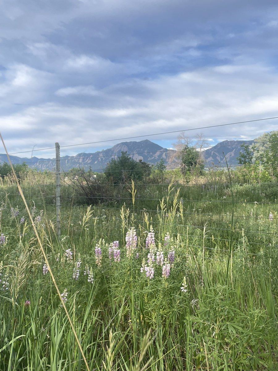 sophiakb_writes's tweet photo. Wild lupins! I’ve tried transplanting them, with a little success, but it’s just magical when they fill the fields like this.
#amquerying #fullrequest #wildflowers #coloradowildflowers #lupins #querying #amwriting #writingcommunity https://t.co/xLM40IjRH9