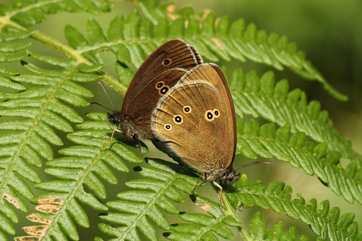 AnasPenelope85's tweet photo. Wonderful seeing these two Ringlets today. Hard enough to get one to perch so this was a real treat! #EpsomCommon @savebutterflies https://t.co/a9rmZXiUce