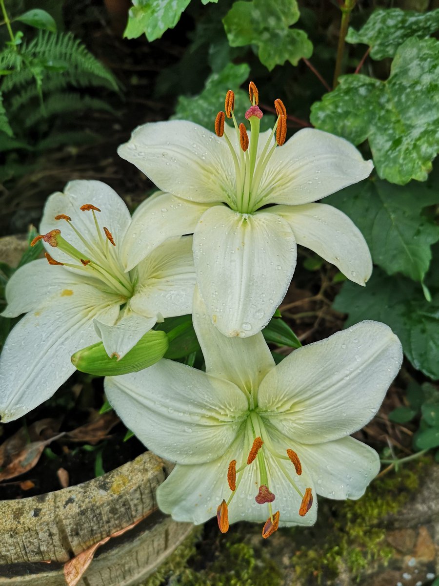 Current garden favourite