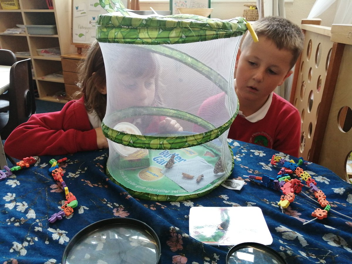 Not one, not two, but three butterflies emerged today 🦋 We've spent a large part of our day making observations, asking questions, and just watching in awe as part of the life cycle we've learned about happened right in front of us! #authenticlearning #curriculumforwales
