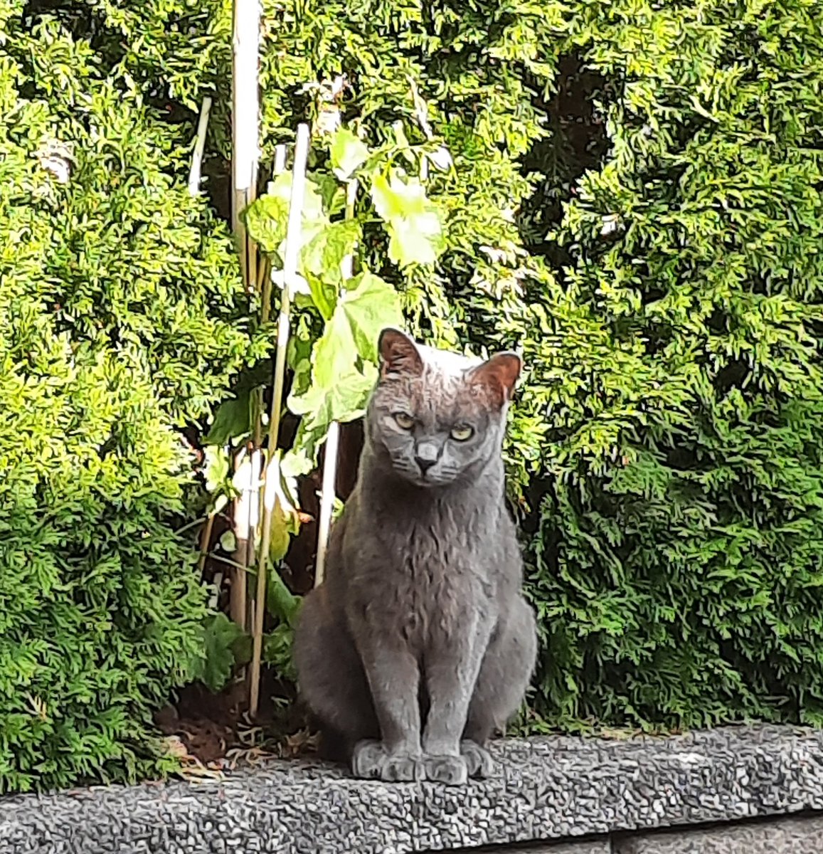 NordinProducti1's tweet photo. Zelda wants to say to everybody to have a beautiful day and a amazing first start of july #zelda #CatsOfTwitter #zeldaenjoysrelaxing #firstdayofjuly🌸 https://t.co/IJV8nVRspT