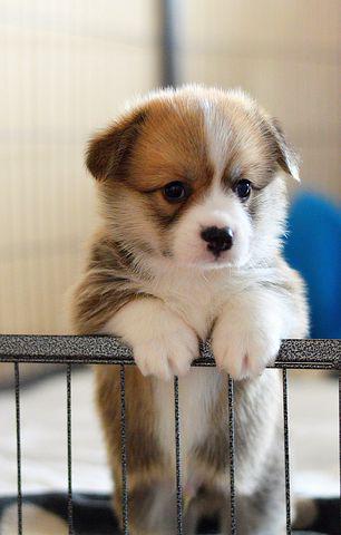 corgi_page's tweet photo. Say "Yes" if you are a corgi mom or corgi dad or a crazy corgi lover!! https://t.co/3ZwL84J9Ip