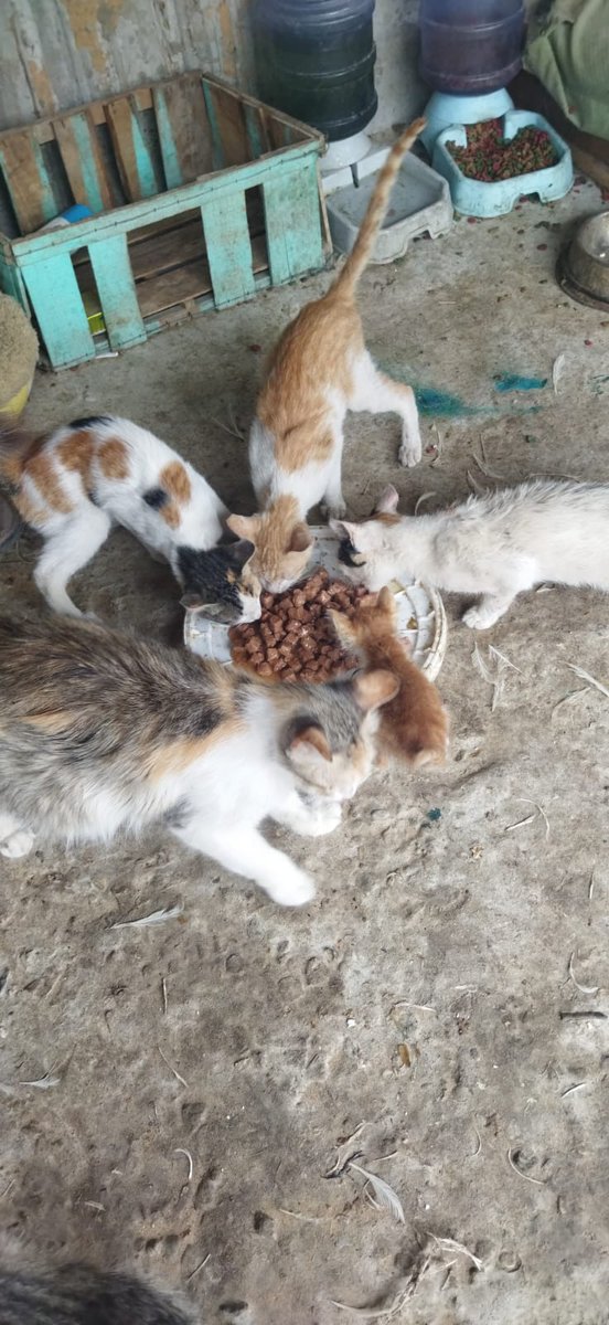 ♥️🇵🇸🇵🇸❤️A lover ♥️of homeless cats😻❤️🌱🌱👍🤗 tweet media