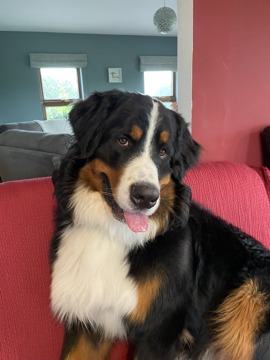 buildabrigie's tweet photo. @BrodHiggins Happy #snootfriday ๐พ https://t.co/UfNNmS3Gie