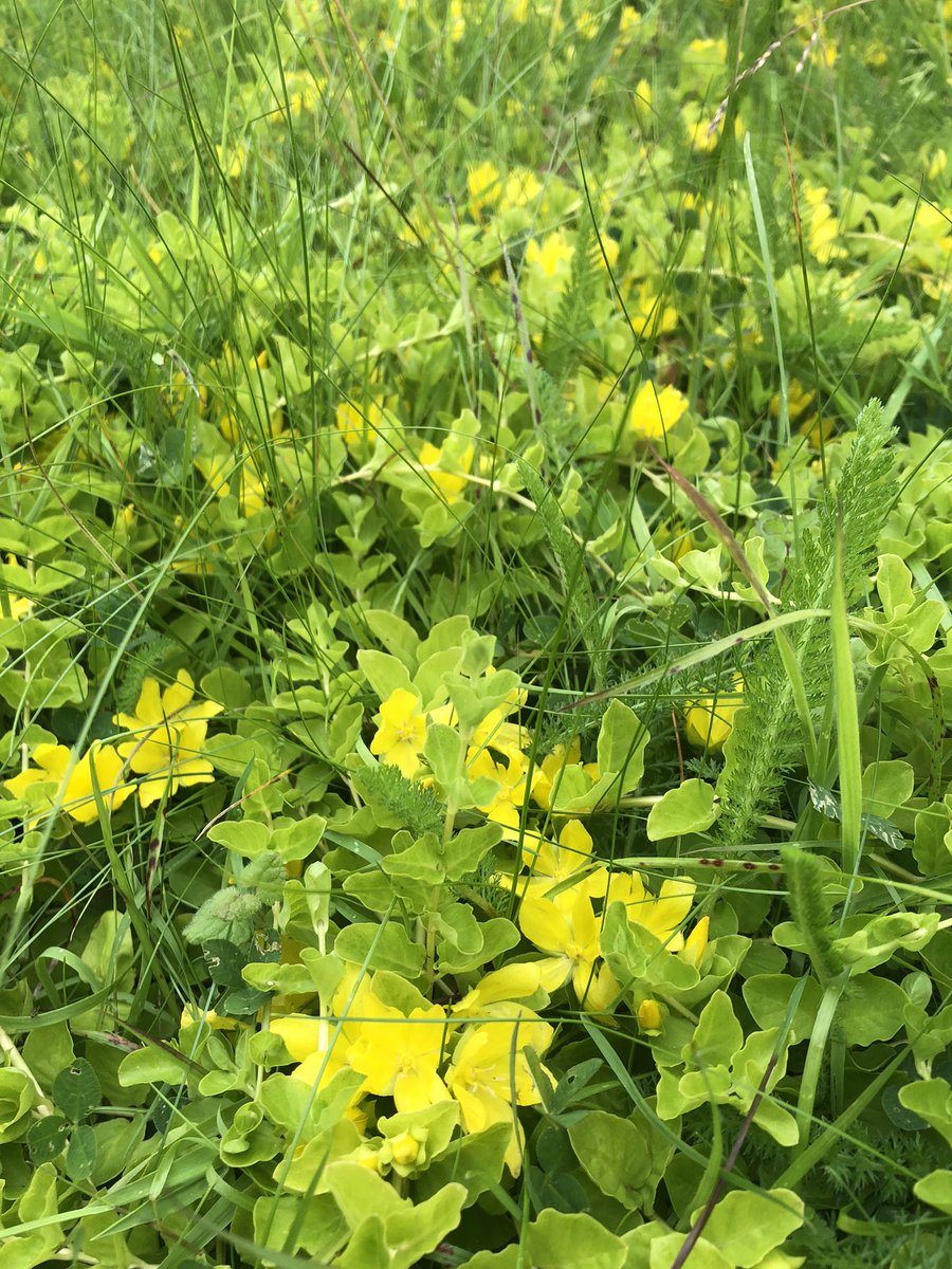 Wandeepop's tweet photo. #nomowmay &amp; #nomowjune is rolling into July. Specially after seeing the selection of slug control and lawn chemicals in Wickes today. The huge roll of plastic grass in a carpet shop made me go check the orchid was still there. #shitlawns https://t.co/KK7H7e45Fl