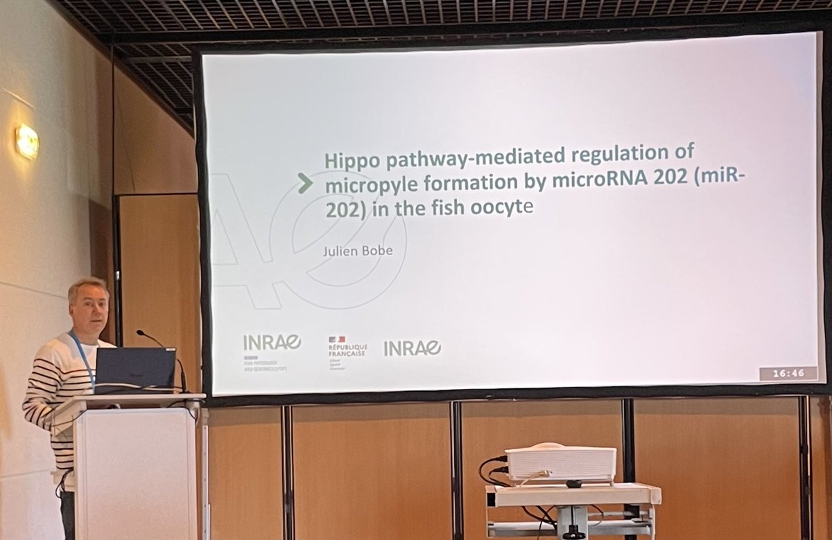 Happy to be presenting the first results of the ⁦<a href="/AgenceRecherche/">ANR - Agence nationale de la recherche</a>⁩ MicroHippo project on the Hippo pathway-mediated regulation of fish fertility by miR-202 at #ICBF2022