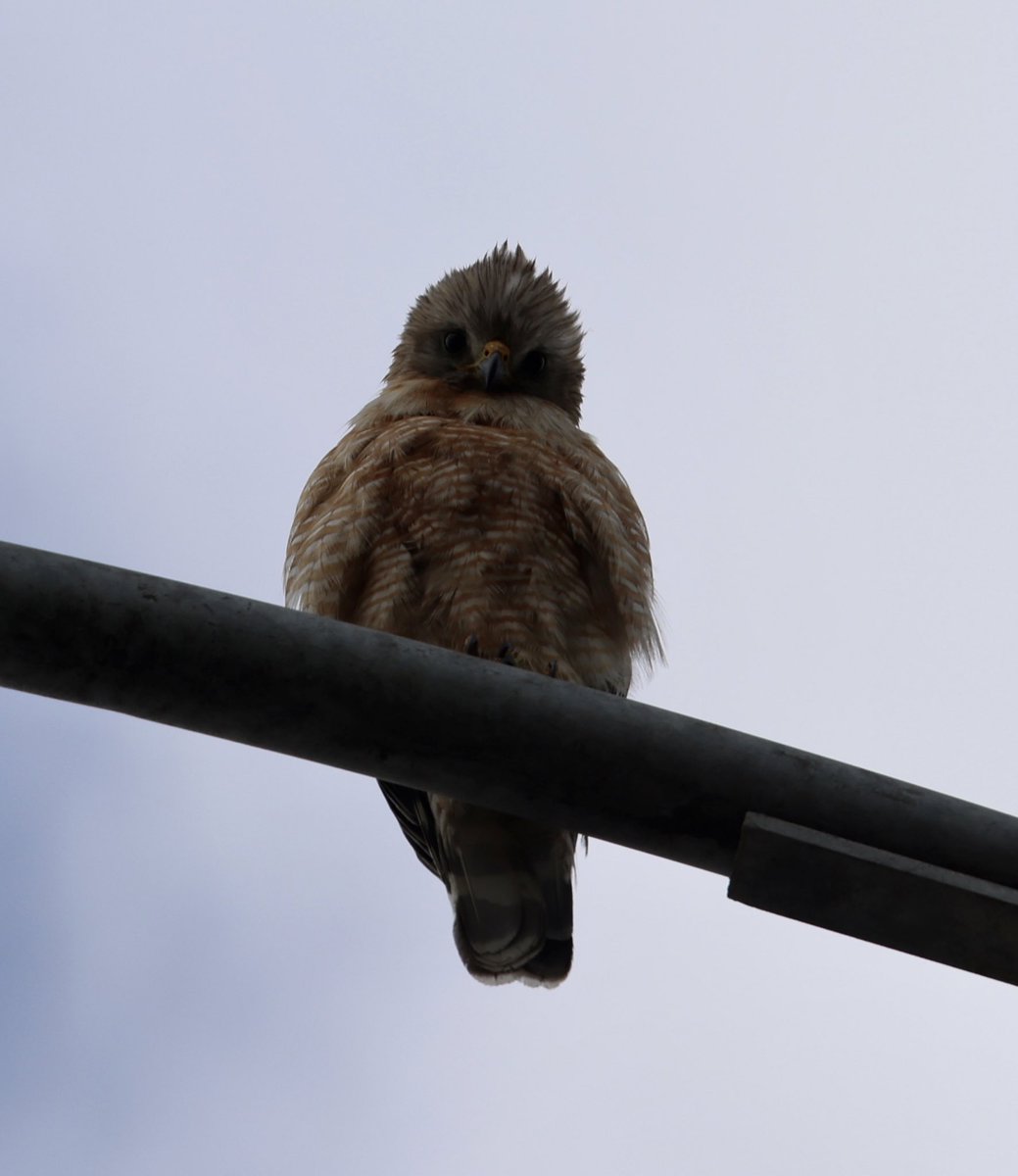 Like a bird on a wire..