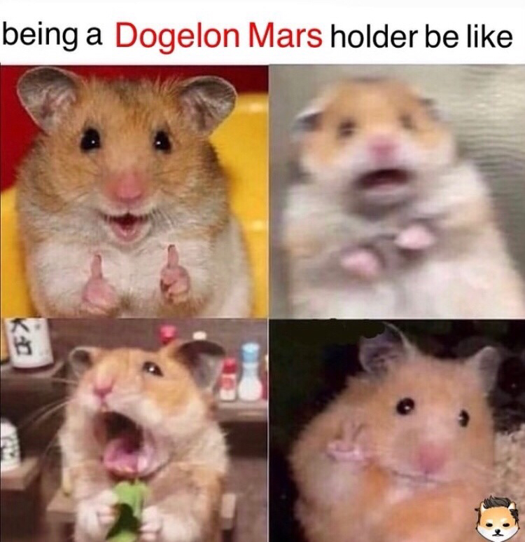 Being a Dogelon Mars holder be like 😅

$ELON
#DogelonMars
#CryptoCurrency
#Altcoins