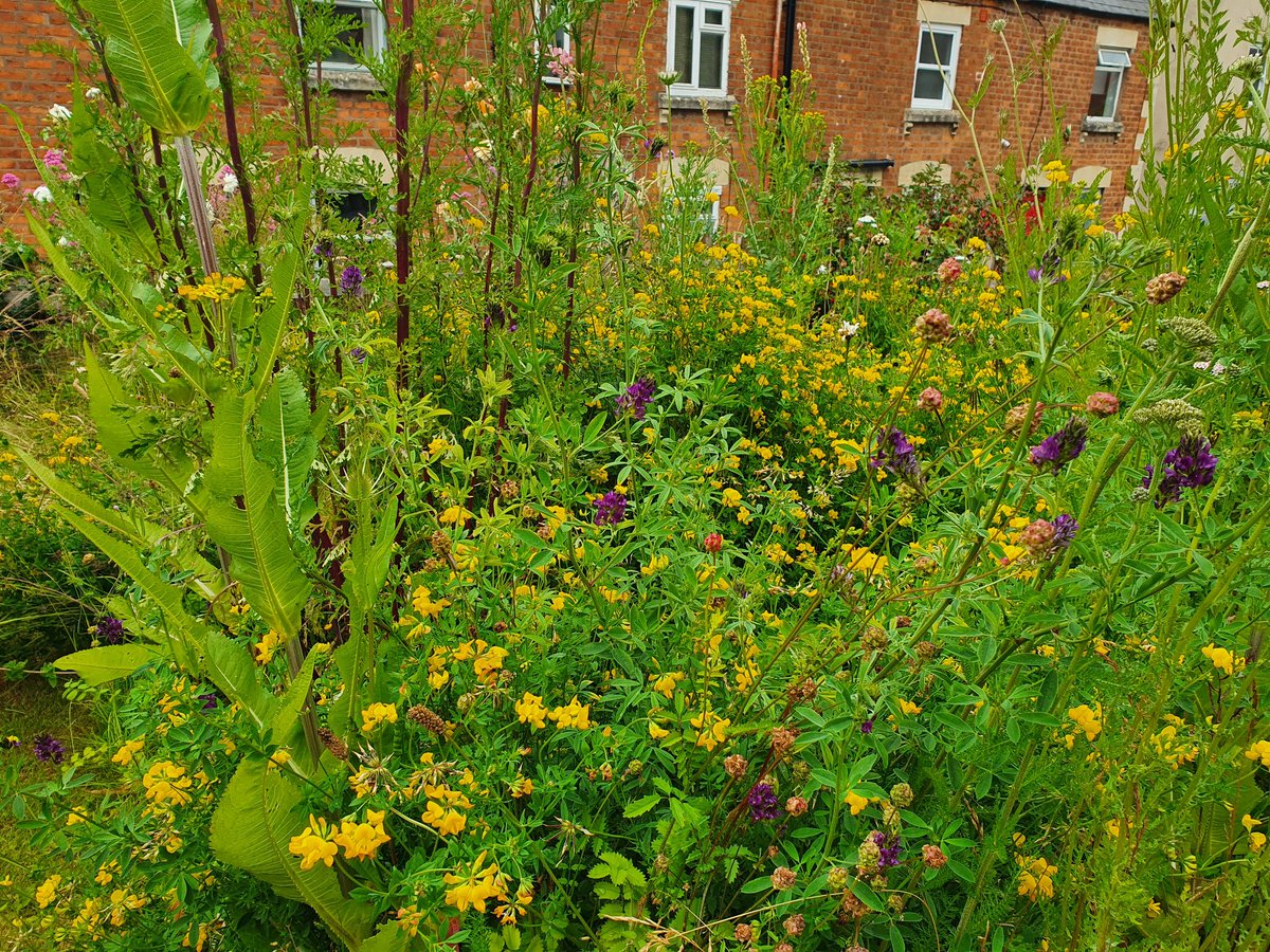 lukeharrison_77's tweet photo. Wildflowers are in full bloom, the bees seem happy with this https://t.co/Hg0vAKWSpd
