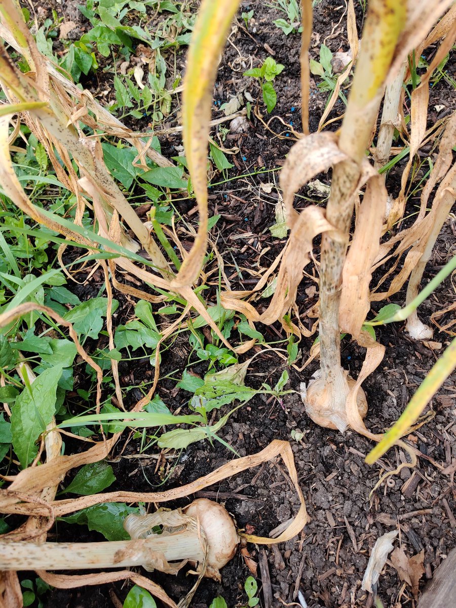 Chiswick School Allotment tweet media