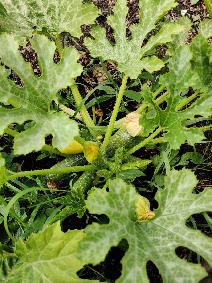Chiswick School Allotment tweet media
