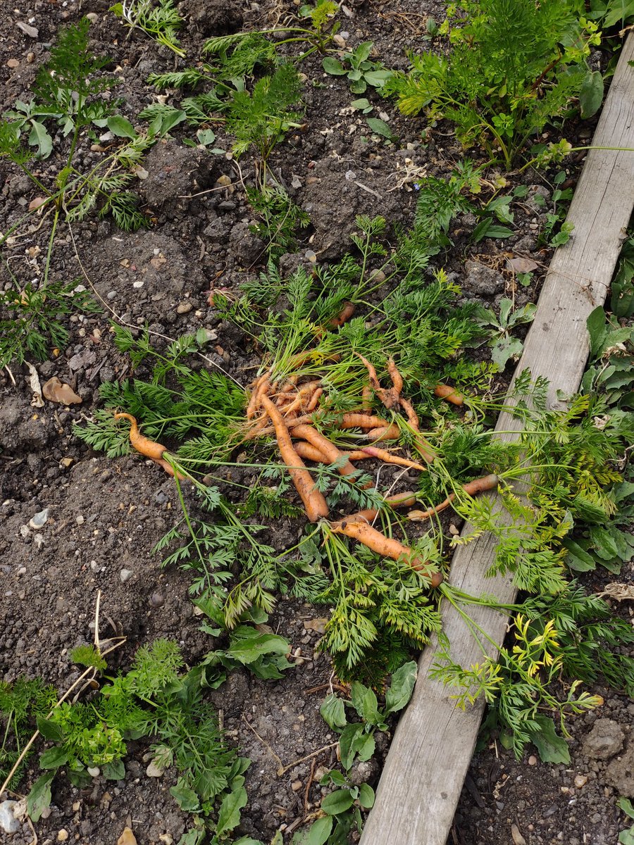 Chiswick School Allotment tweet media