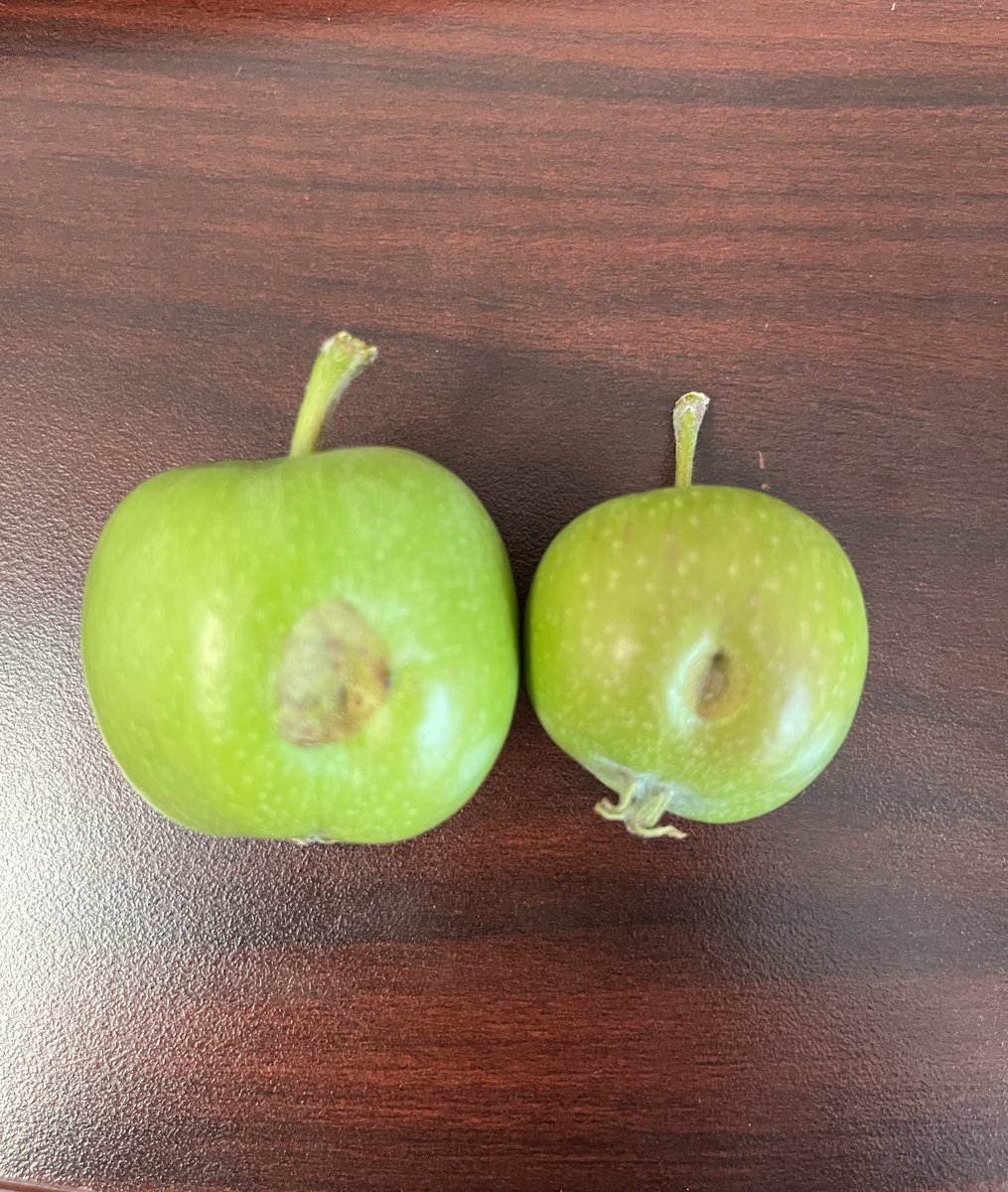 FarcuhMacarena's tweet photo. Hail damage expressing in ⁦@EverCrispApple⁩ 🍎🍏

#FarcuhLab #fruitquality https://t.co/7xTljagfwI