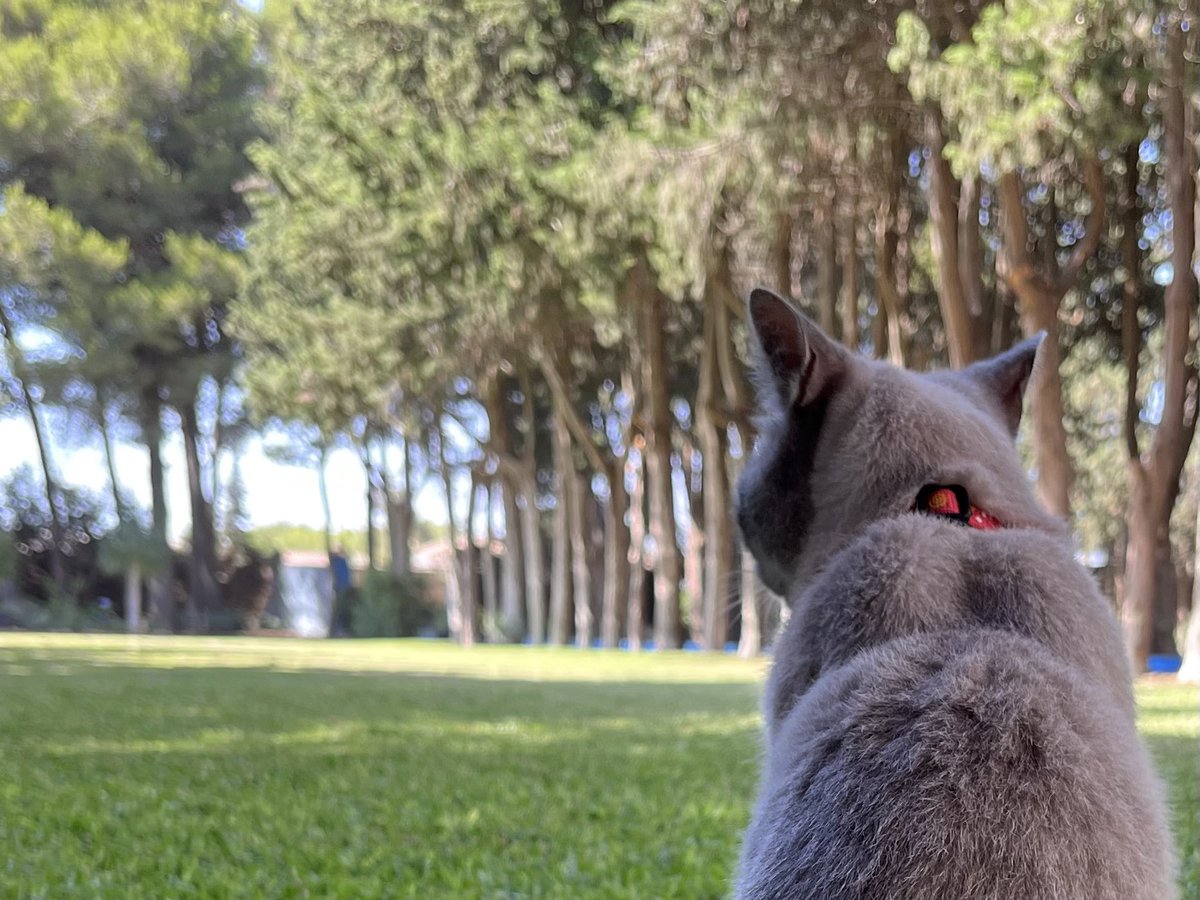 paolaromerob's tweet photo. Mini | #summer #elromeral #countrylife #minithecat #garden #nature ☀️🏡🐈🌲 https://t.co/SYhcQAV46d