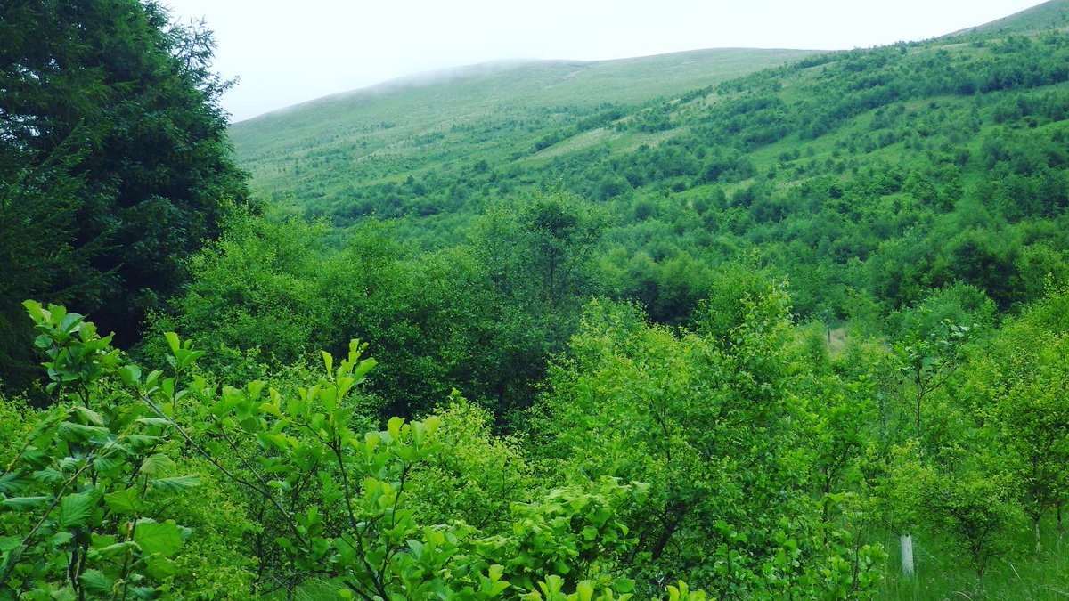 Only a few miles apart, two versions of upland Scotland: the domain of the sheep and the embryonic forest.