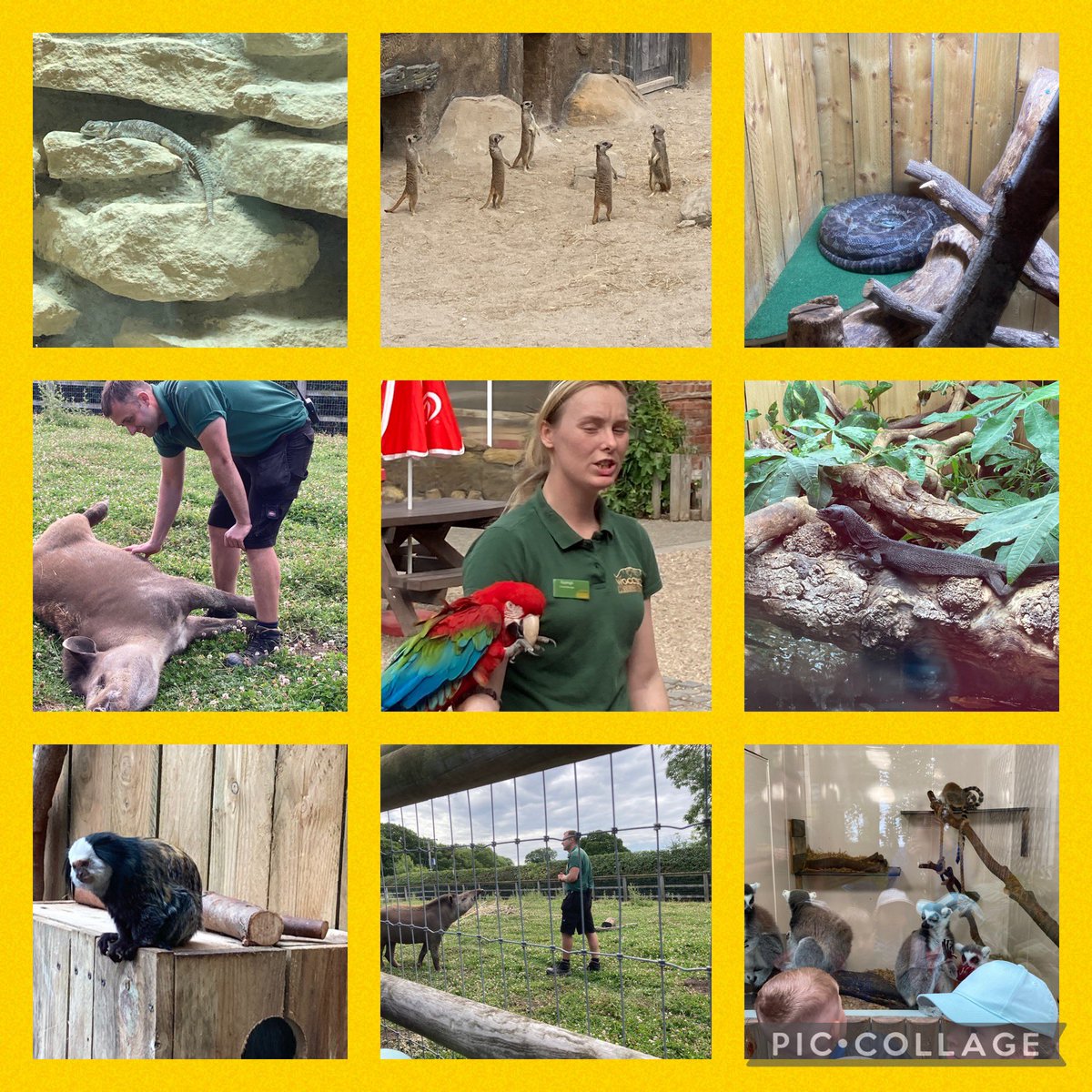 NishiBatra's tweet photo. What a ROARSOME day Year 2 @SpilsbyPrimary had @WoodsideWP !
Increasing their already wide knowledge &amp; seeing the creatures they have been learning about in the flesh!
So #proud of all of them. Thanks to Kayleigh &amp; Sam for the amazing day @Cornerstonesedu #memorableexperience 🐍 https://t.co/BjmGANVDdh