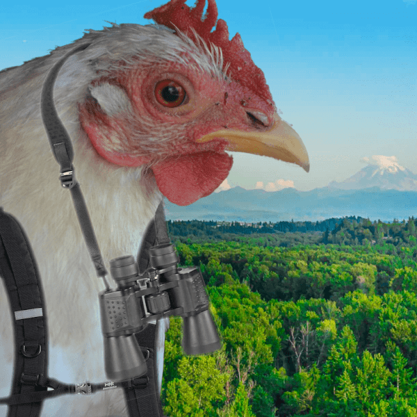 Intrepidchicken's tweet photo. Welcome @Richard86713489 @mejkoz @EMBuxmann to the #ChickenNFT community! 🐔
 
https://t.co/N5uMkqy10c https://t.co/hyMqtGsfRJ