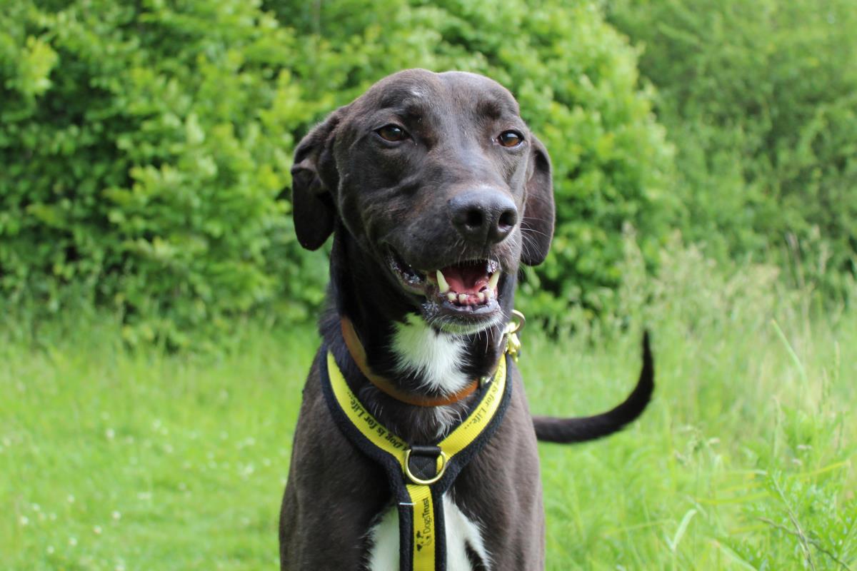 AdoptionsUk's tweet photo. Please retweet to help Ray find a home #BASILDON #ESSEX 
Aged 5-7, found as a stray, ray is looking for all his basic training in an adult home. He needs to be the only pet. 
HE'S HAD NO INTEREST 💔

DETAILS or APPLY👇
https://t.co/zycssrhcap………
#dogs #pets https://t.co/wN0DiCOSki