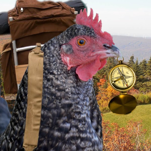 Intrepidchicken's tweet photo. Welcome @Richard86713489 @mejkoz @EMBuxmann to the #ChickenNFT community! 🐔
 
https://t.co/N5uMkqy10c https://t.co/hyMqtGsfRJ