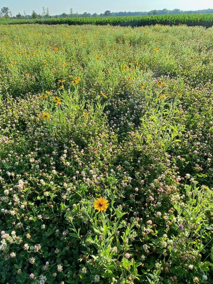 beebutterflyorg's tweet photo. This Seed A Legacy project was planted last year in Wisconsin, it looks great! Thank you Shari for sharing this picture! Shari says "our prairie is doing wonderfully, loving all the color and pollinators!" 
#pollinators #habitat https://t.co/HXuHWkgE80