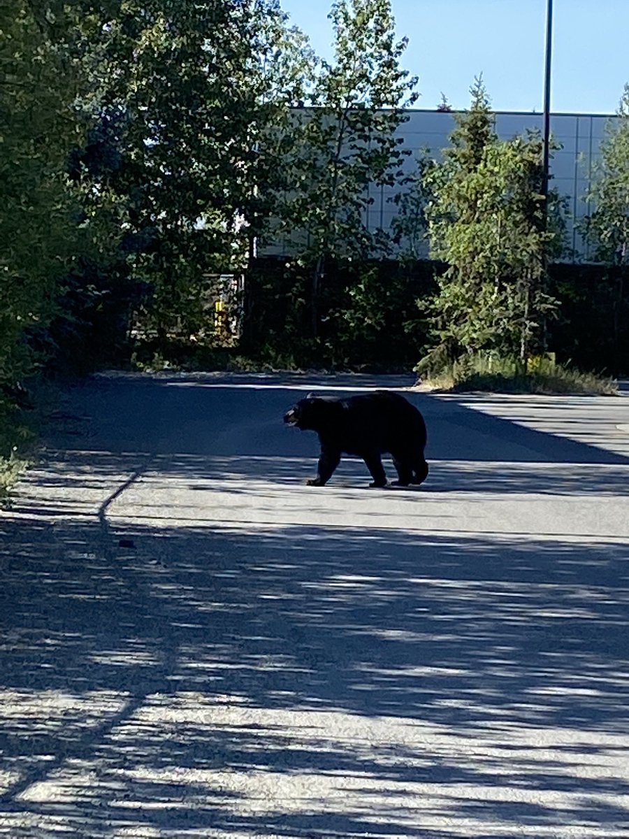 Gotta love having a wild black bear wander through your neighborhood first thing in the morning! Be careful around Fireweed &amp; Spenard in Anchorage, the bear seemed a little confused by all the attention it was getting…