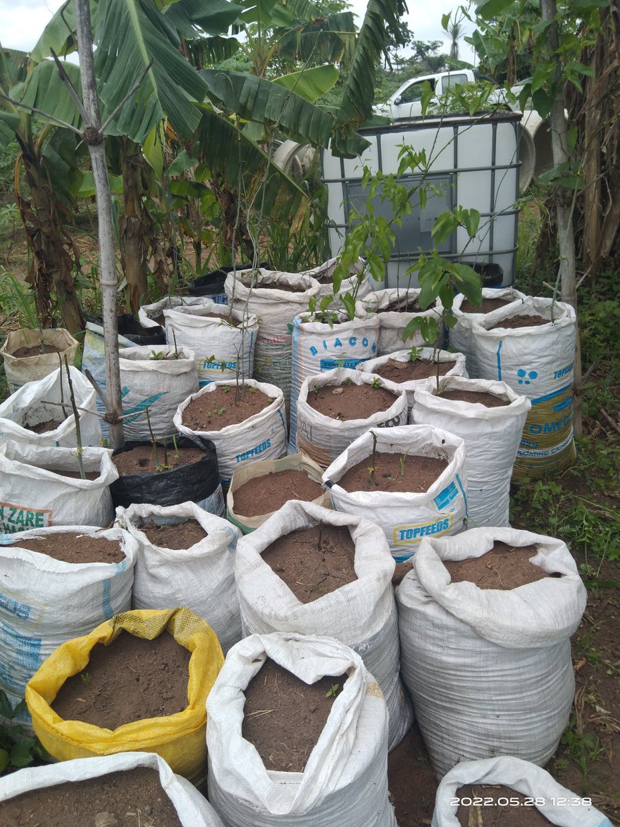 hanthroh's tweet photo. How it started Vs How its going.
#ZeroHunger
#FoodInCommunities
#FoodSecurity
#Yams https://t.co/WedzffwlPv