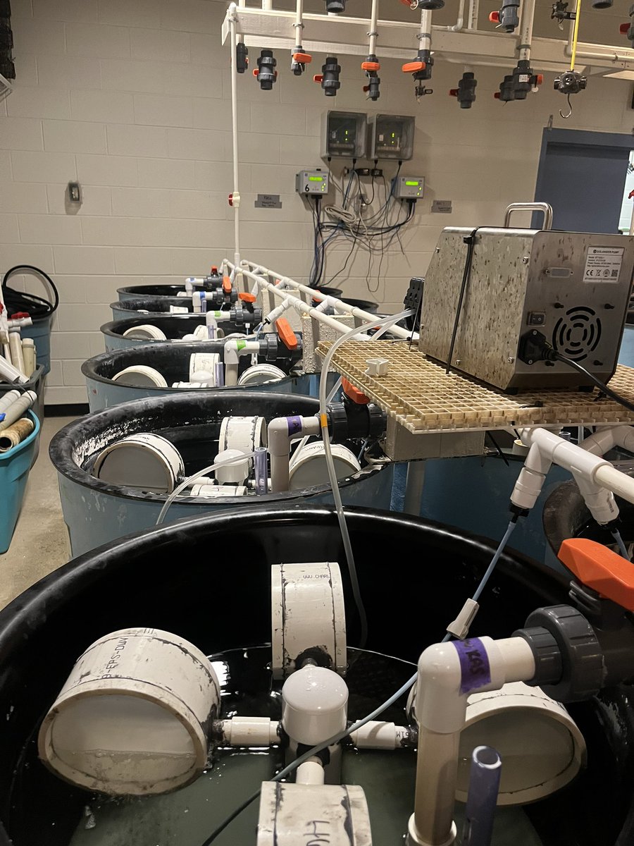 SAIL_HPL's tweet photo. In the early 2000s these recirculating aquaculture systems (RAS) were installed for sturgeon and clownfish experiments. Today we utilize them to test the feasibility of producing oyster larvae on recirc in comparison to traditional static culture https://t.co/D6R7JfUrcG