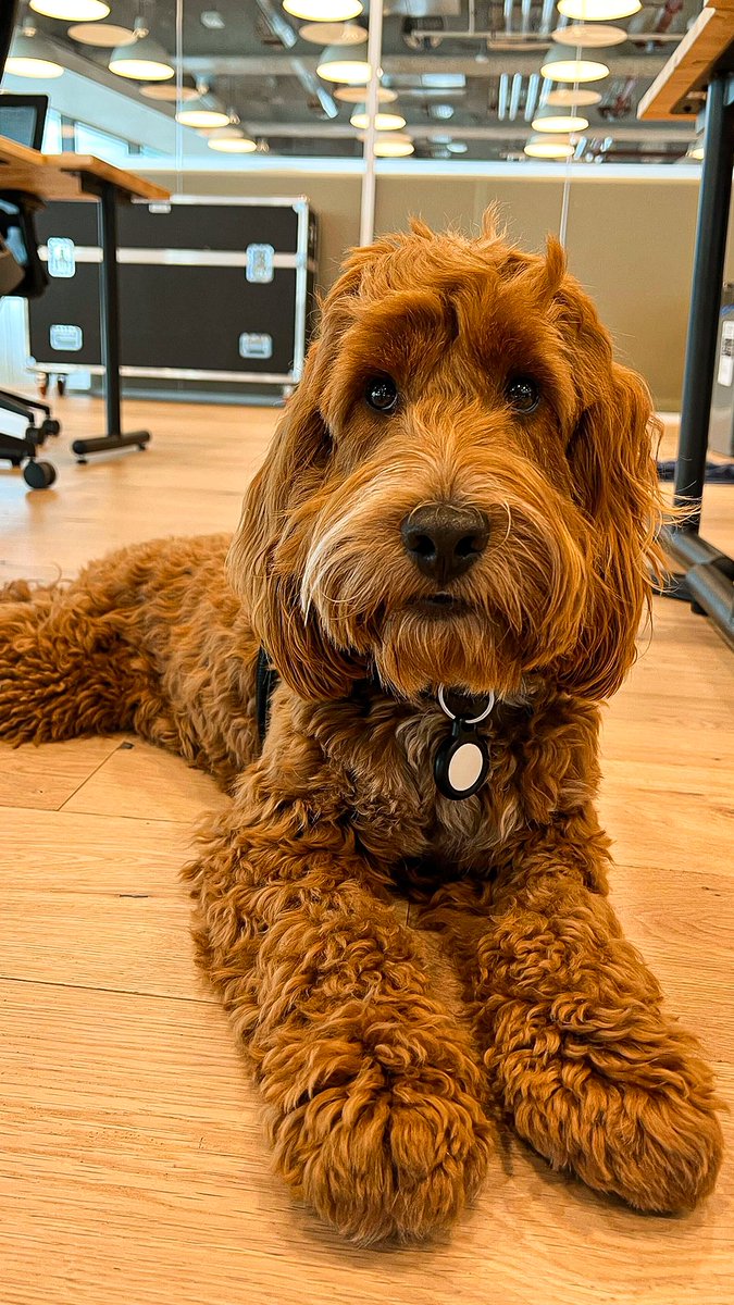 WeWork's tweet photo. After a grueling 2 minutes of work, Frankโs ready for a nap break. Thatโs a thing, right? #dogsofwework https://t.co/yDyM6Q3Vlz