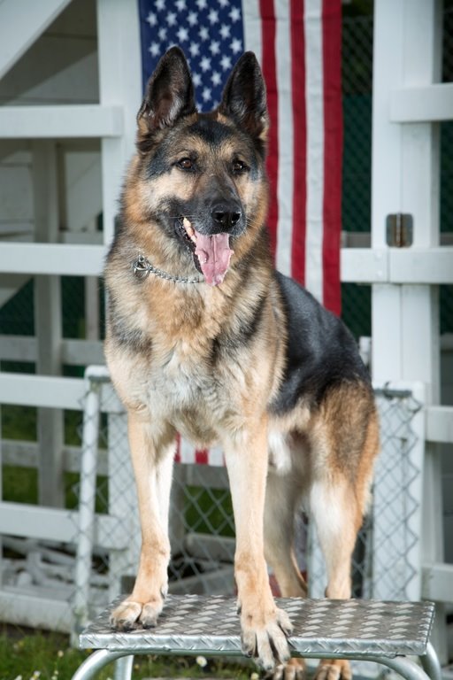 K-9 BSD tweet media