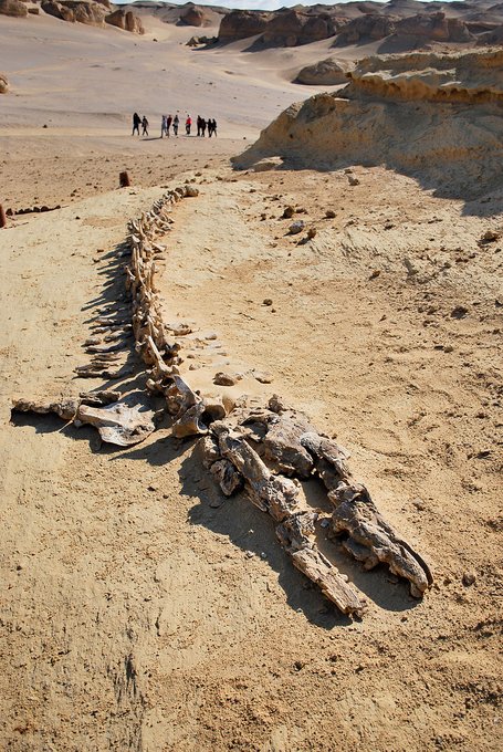 Rainmaker1973's tweet photo. In 2016, a complete skeleton, the first-ever find for Basilosaurus, a large, predatory, prehistoric archaeocete whale, was uncovered in Wadi El Hitan, Egypt, preserved with the remains of its prey, including a Dorudon and several species of fish https://t.co/8MrihtDqEY https://t.co/hpdaTxTAkB