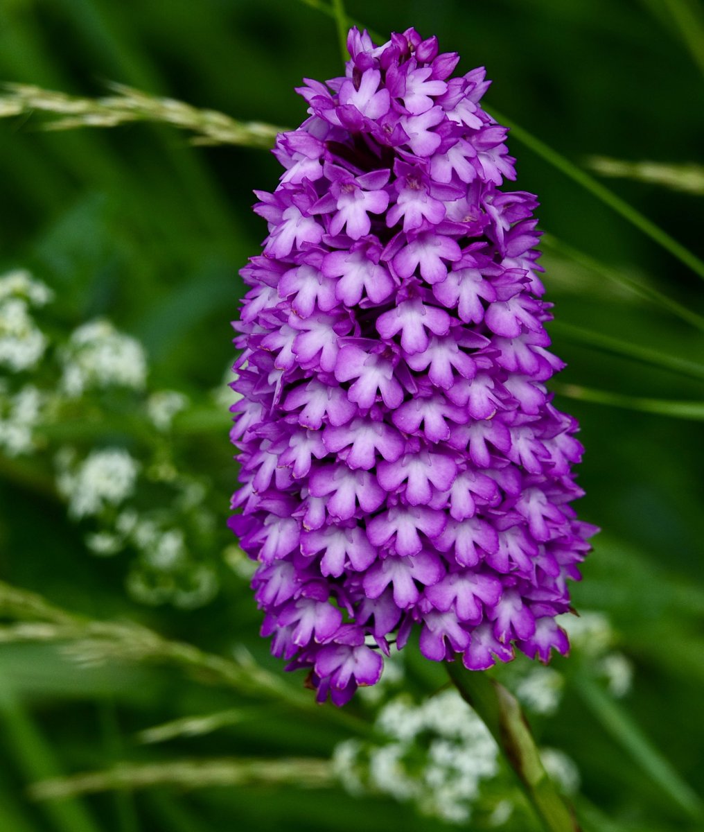 claytonmeadow's tweet photo. Hundreds of Pyramidal Orchids & Wild Garlic in Clayton Meadow, Dorset. A beautiful sight to see. #LetsBringNatureBack #beautiful #BiodiversityCrisis #EveryFlowerCounts #Dorset #flora #nature #LetitBloomJune @Team4Nature @LGSpace https://t.co/1GMIi1UQO0